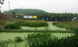 勐捧村、曼種村、景坎村、勐哈村環(huán)境連片整治項(xiàng)目順利竣工驗(yàn)收